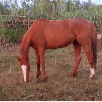 مادیان خارجی