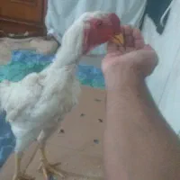 خروس لاری|حیوانات مزرعه|مینودشت, |دیوار