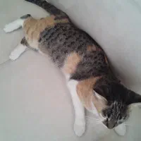 جفت گیری گربه ماده