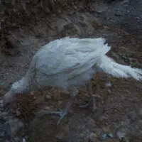 مرغ گلین و جوجه بوقلمون|حیوانات مزرعه|فولادشهر, زاینده رود|دیوار