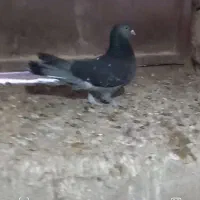 کبوتر ترکیه ای