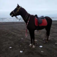 نریان عرب یکسر وارداتی