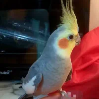 عروس هلندی نر