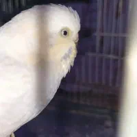 مرغ عشق|پرنده|خان ببین, |دیوار