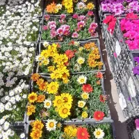 تراس،باغچه،گرین وال، روف گاردن با تیم مهندسی مجرب