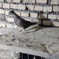 کبوتر یاپرنده دمسفید ماده