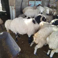 قوچ کاردورگ شیرازی|حیوانات مزرعه|ماهان, |دیوار