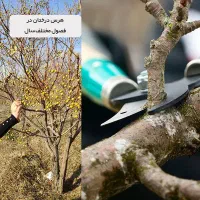 هرس انواع درختان و انگور