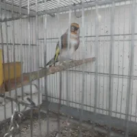 پرنده سهره معاوضه با سهره خاکی|پرنده|تهران, بازار|دیوار