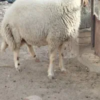یک عدد قوچ تربور جوان. شیره دار درجه یک|حیوانات مزرعه|مشهد, آبکوه|دیوار