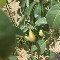 فروش باغ انار ۵۰۷ متری ۱ ساعته تهران|فروش زمین و ملک کلنگی|تهران, آذربایجان|دیوار