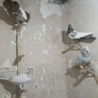 کبوتر سینه سار