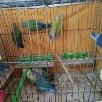 کوتوله برزیلی و اوپال و فیشر|پرنده|اصفهان, برزان|دیوار