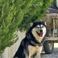 سگ هاسکی|سگ|مرودشت, رودبال|دیوار