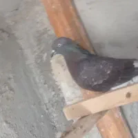 کبوتر ماده بادنجونی جلد اهواز پرشی به شرط