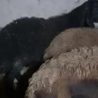 قوچ هترو قره قزل یکسال و نیم