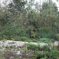 ملک با کاربری جهانگردی و گردشگری|فروش زمین و ملک کلنگی|مشهد, نوفل لوشاتو|دیوار