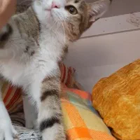 گربه گمشده در محدوده الهیه|حیوانات|مشهد, الهیه|دیوار