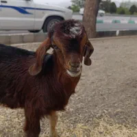 کره شیری ماده