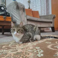 گربه واگذاری|گربه|ورامین, ورامین|دیوار