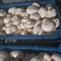 قارچ فله درجه ۲