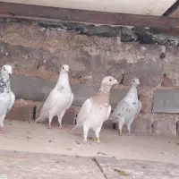 دسته ۱۸ تایی نر|پرنده|بیرجند, |دیوار