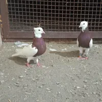 طوقی سرخ