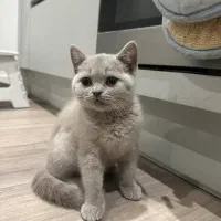 بچه گربه های بریتیش لیلاک|گربه|شیراز, شهرک سراج|دیوار