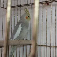 عروس هلندی آهویی دو کت بدون قلط