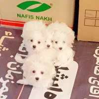 فروش توله سگ مالتیز پاکوتا حضوری
