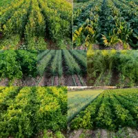 سبزی خورشتی فقط۲۰هزار