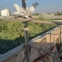 کفتر|پرنده|آق قلا, |دیوار