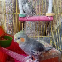 عروس هلندی