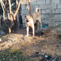 مشکین شهر|سگ|قصابه, |دیوار