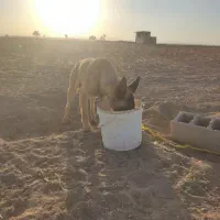 سگ خارجی|سگ|کبودرآهنگ, |دیوار