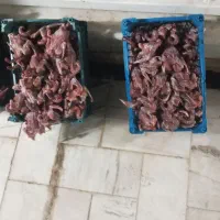 کبوتر  کشتی|خوردنی و آشامیدنی|قم, آزادگان|دیوار