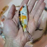 ماهی کوی|ماهی|لاهیجان, حاجی آباد|دیوار