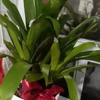 گل آناناسی یا همون گل گازمانیا