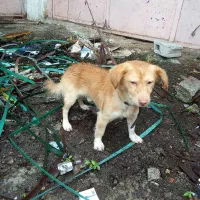 سگ پا کوتاه|سگ|تالش, تالش|دیوار