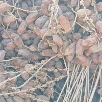 خرمای(لر)پون|خوردنی و آشامیدنی|سراوان, |دیوار