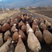 بره ومیش|حیوانات مزرعه|دینور, |دیوار