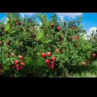 انار عقدا|عمده‌فروشی|اردکان, |دیوار