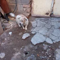 سگ با کوتاه|سگ|بم, |دیوار