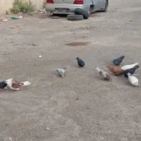کفتر