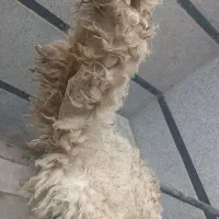 پوست گوسفند ی