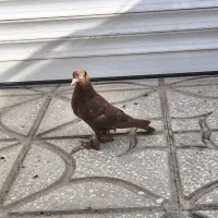 کبوتر راعبی جوونه|پرنده|جوین, |دیوار