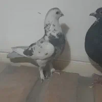 کفتر شهرستانی|پرنده|چهاردانگه (تهران), |دیوار