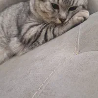 گربه نژاد دار خانگی