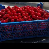 سبد میوه|عمده‌فروشی|کیار, |دیوار