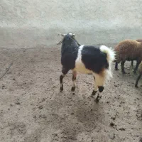 نر بره چاق|حیوانات مزرعه|آزادشهر, |دیوار